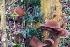 Jelly Ears fungi, Hayfield. Photo: John Beatty