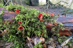 Scarlet elf cup fungi, Millers Dale. Photo: John Beatty