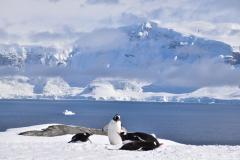 Geentoo penguins, Useful Island Antarctica
