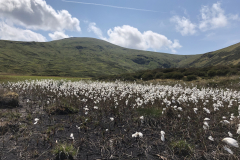 Cotton-grass-above-Patterdale.-June-2023.-Photo-Rae-Pritchard