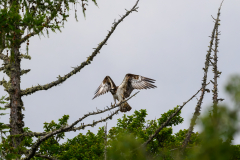 male-osprey-scotland-june-2023